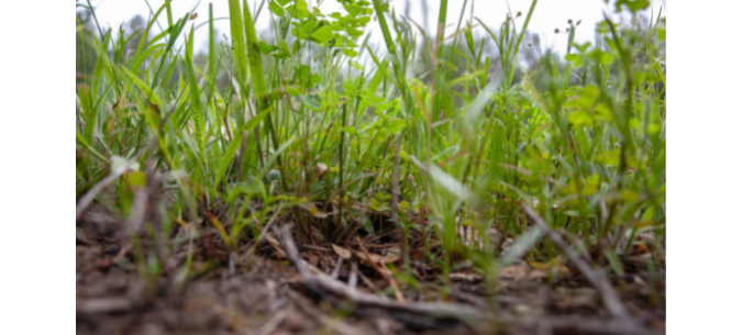 How To Control Weeds In Lawn